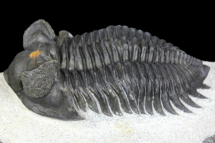 Coltraneia Trilobite Fossil - Huge Faceted Eyes #146575